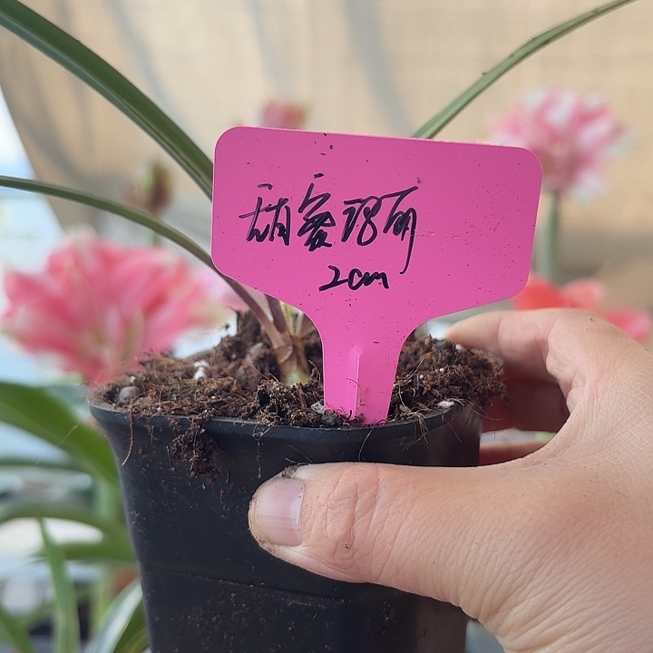 无花朵甜蜜玛丽朱顶红直径2cm