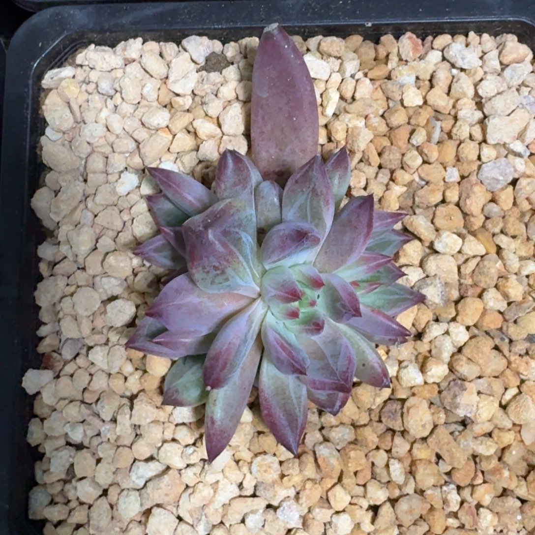 紫镜 叶插 一物一拍