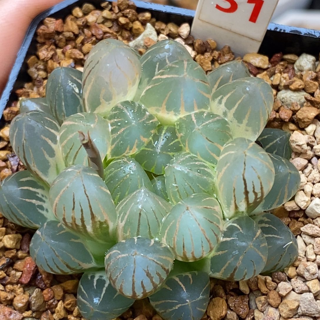 51糊斑霓虹灯玉露多肉