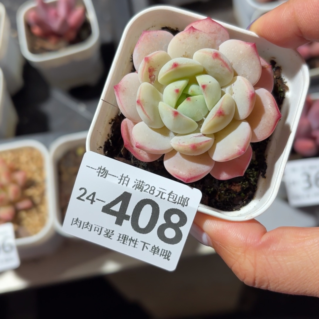 白底香草无盆土发货