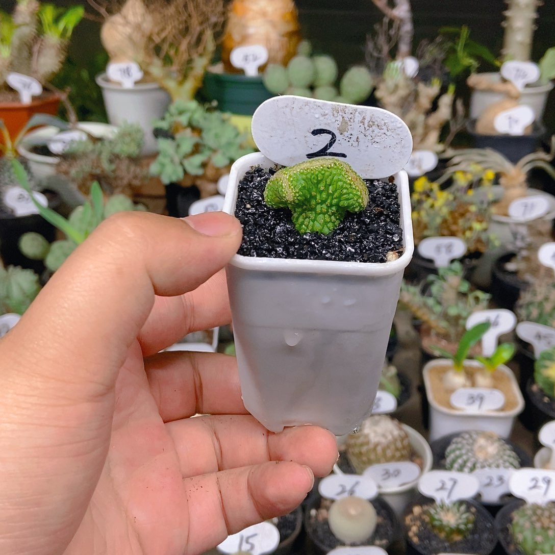 娘娘款菊水缀化一个