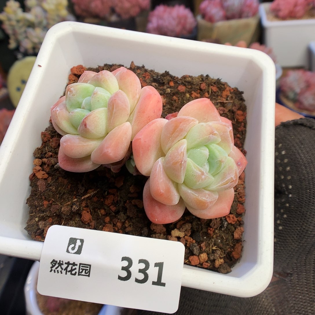 331冰玉多肉植物66666