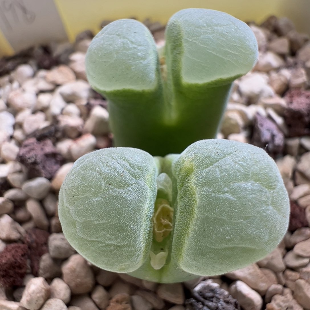 142优选2151双头四年母本