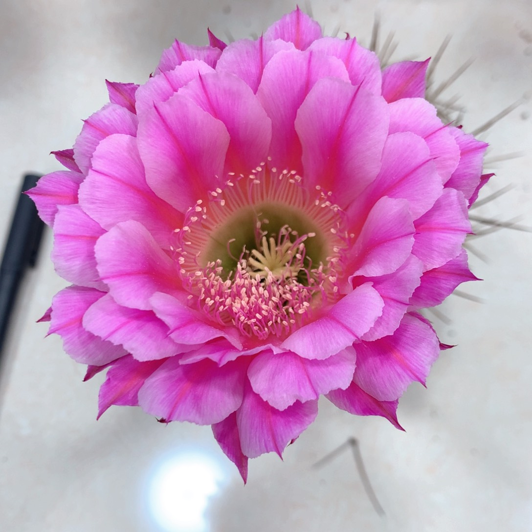 6878实生彩草10公分杯