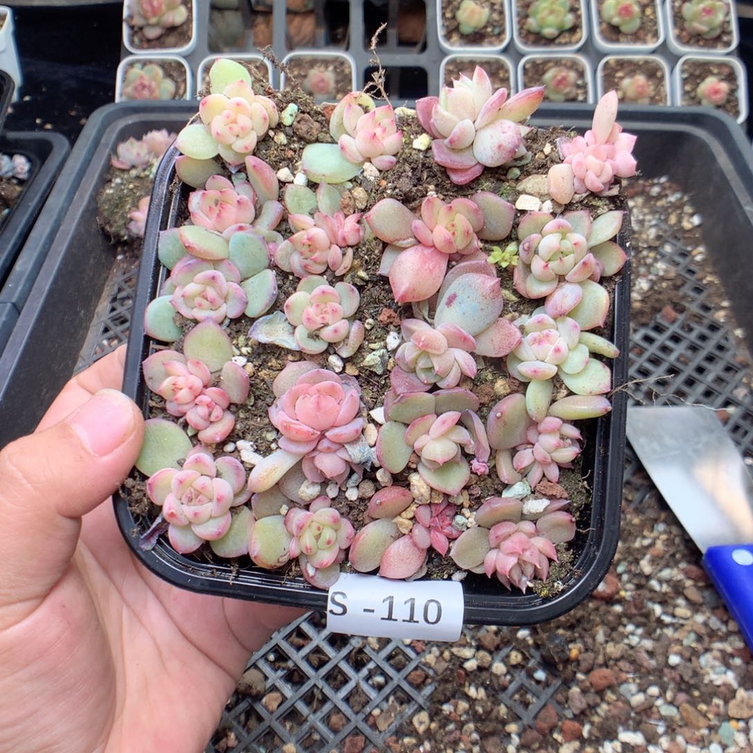 无花朵S110月英语英语