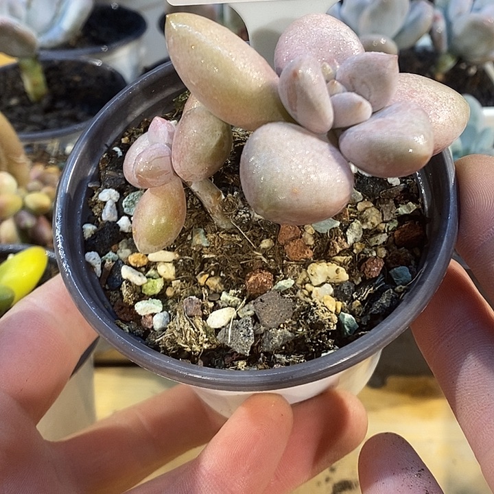 原始虞美人697号的啊啊啊多肉啊啊