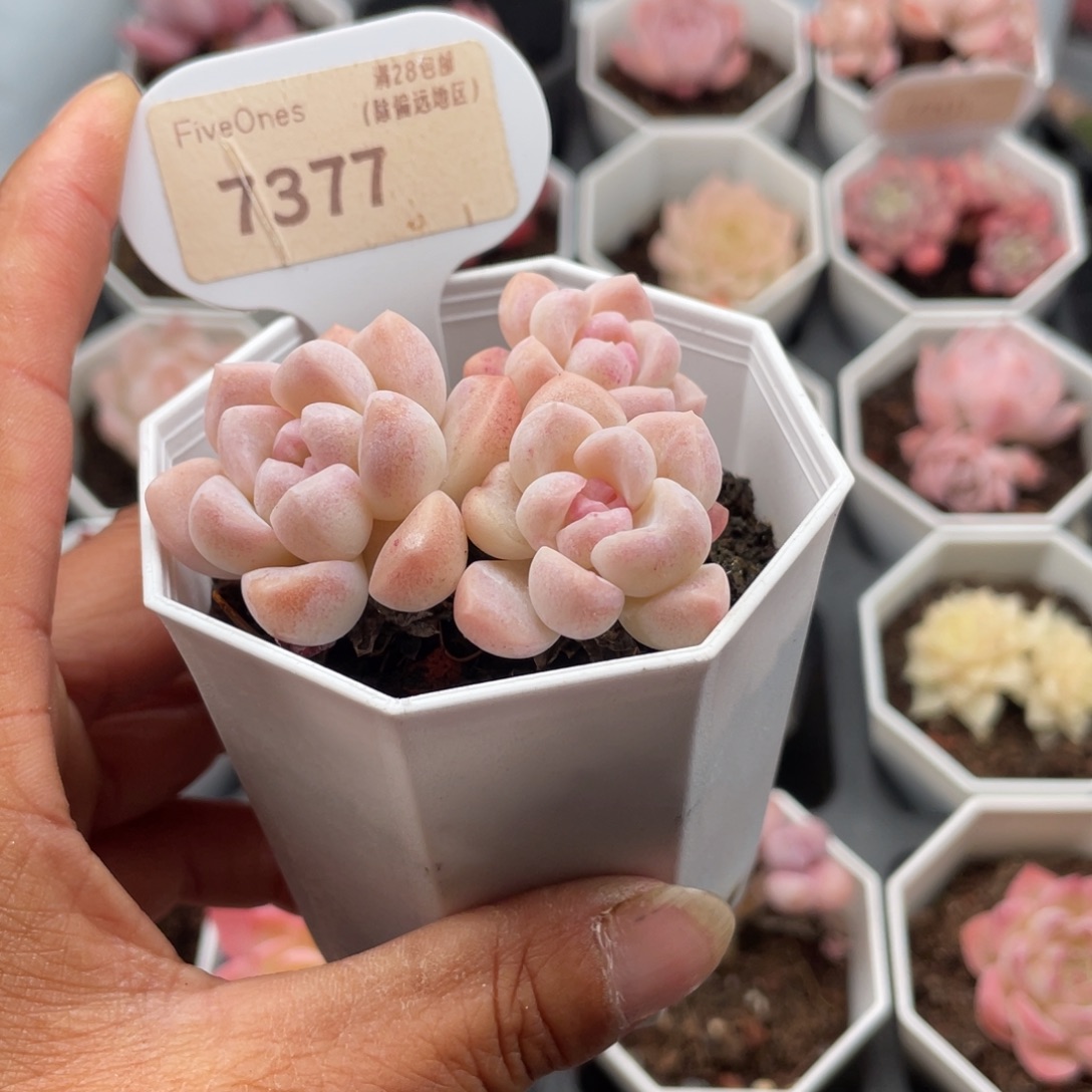 白雪7377-5.5厘米