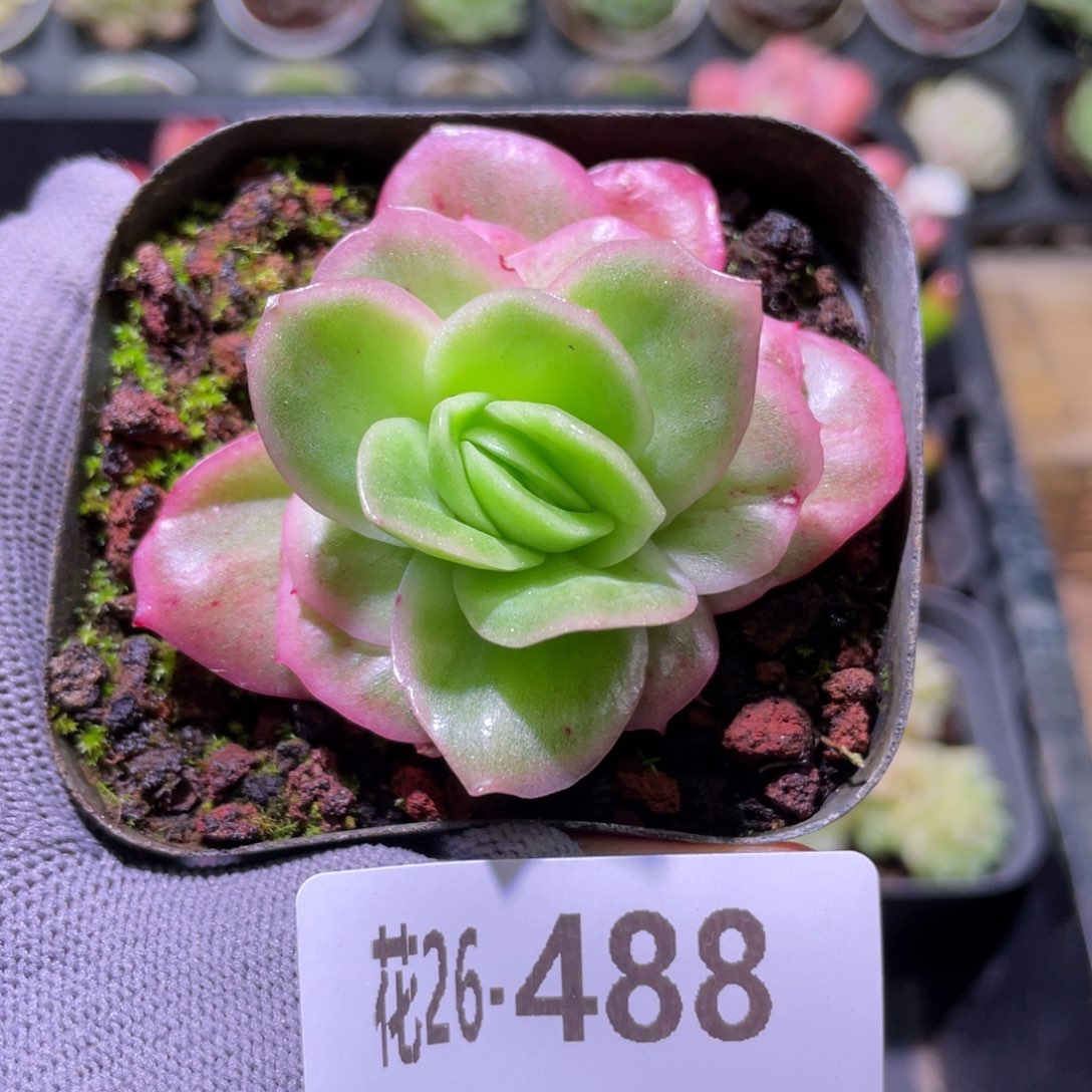 花利美26-488冰玫瑰锦