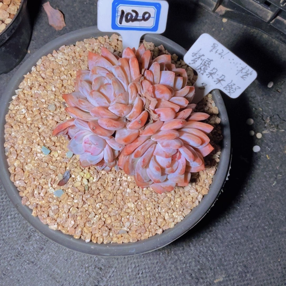 小***静1020橙子朵朵一颗