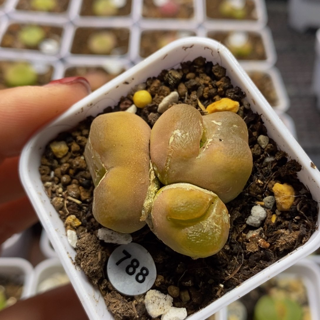 4头福利多肉植物