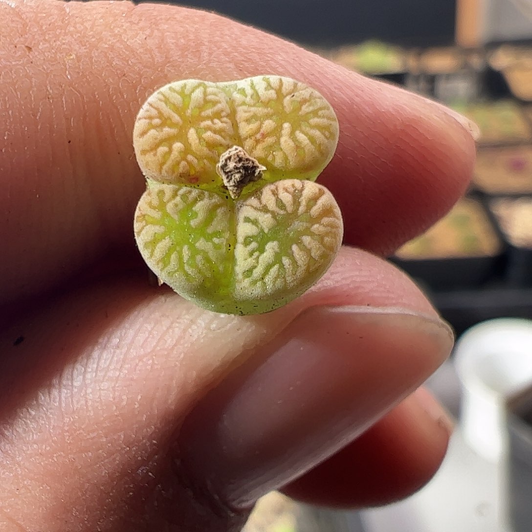 0000529 一物一拍优选鸟哈尼