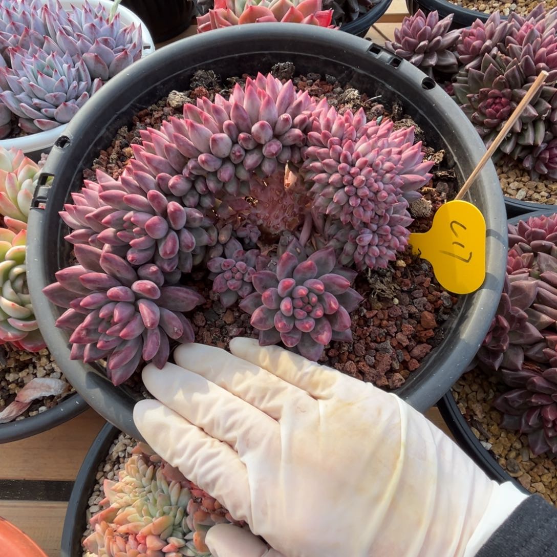 c17虞美人缀化呀呀呀呀