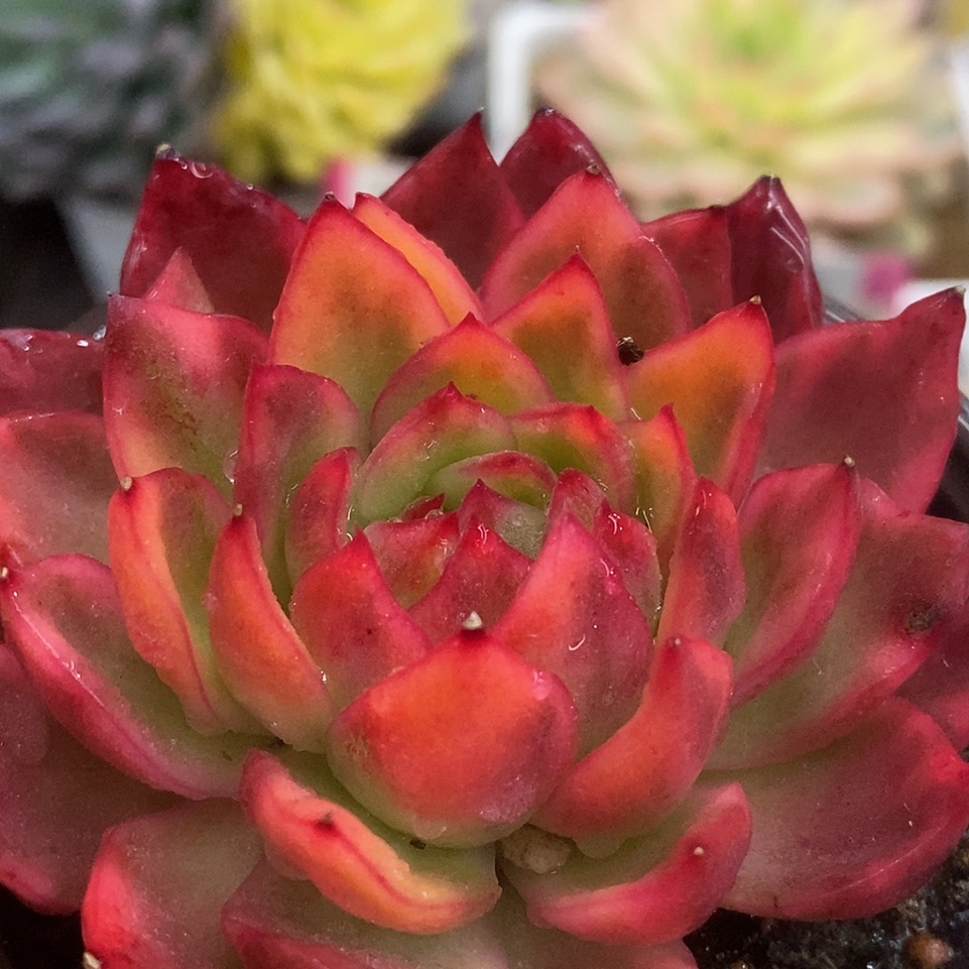 678东云杂哈哈哈哈哈