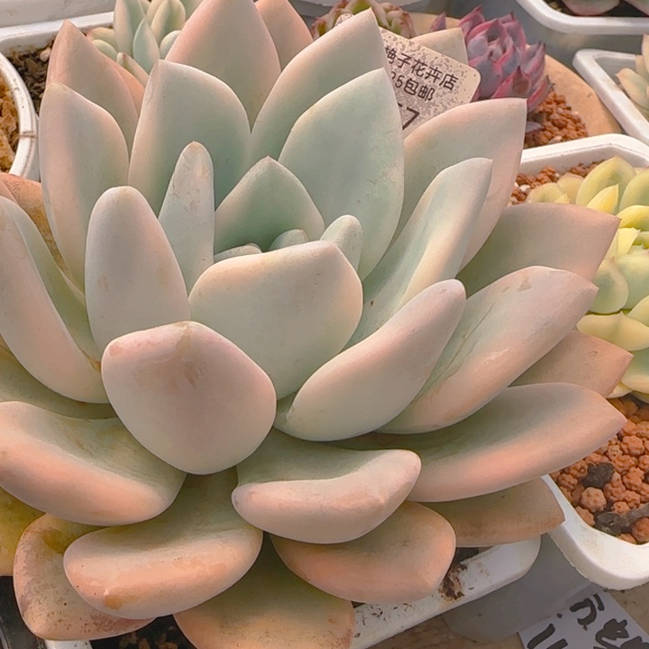 奥普锦多肉植物好看