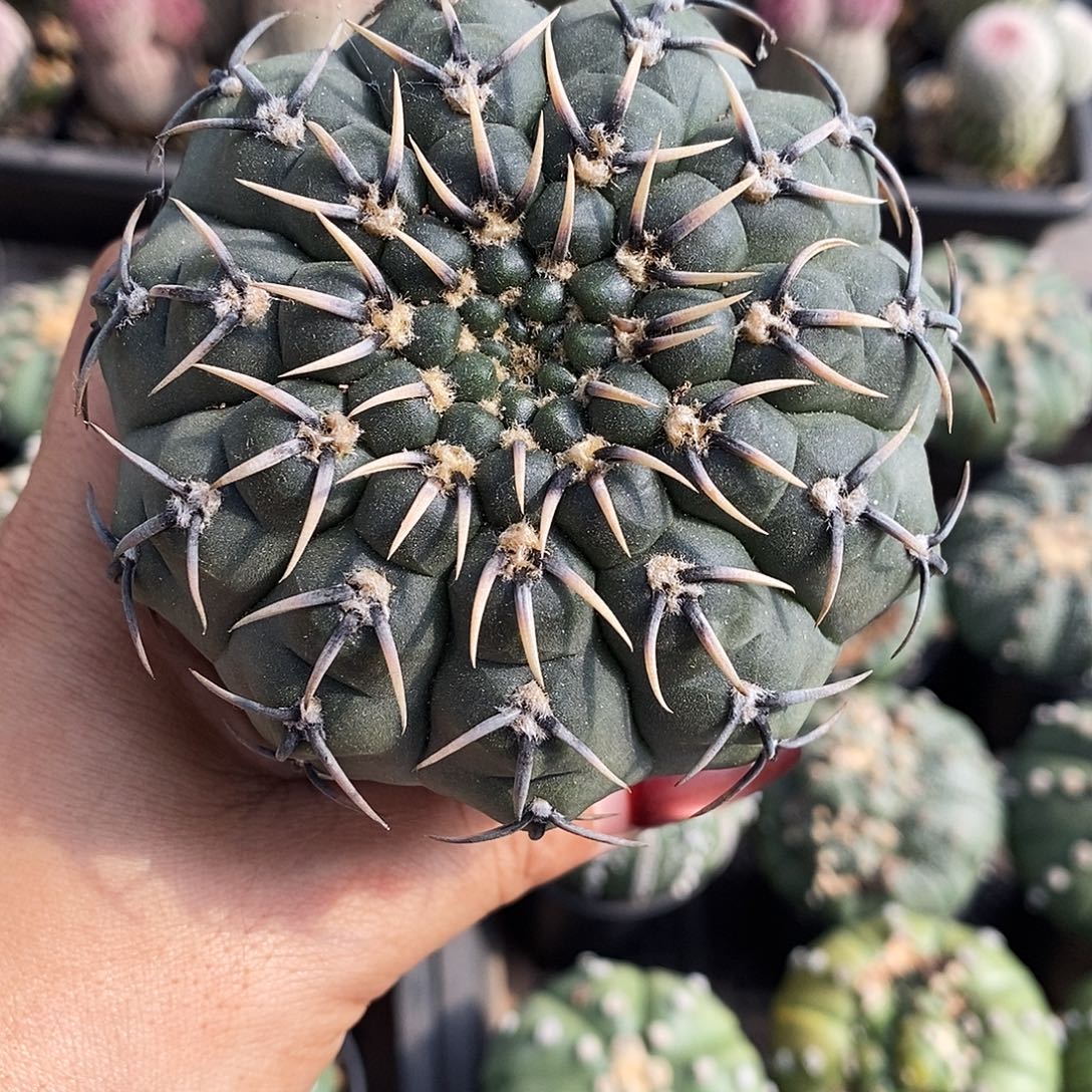 实生怪龙一颗包邮