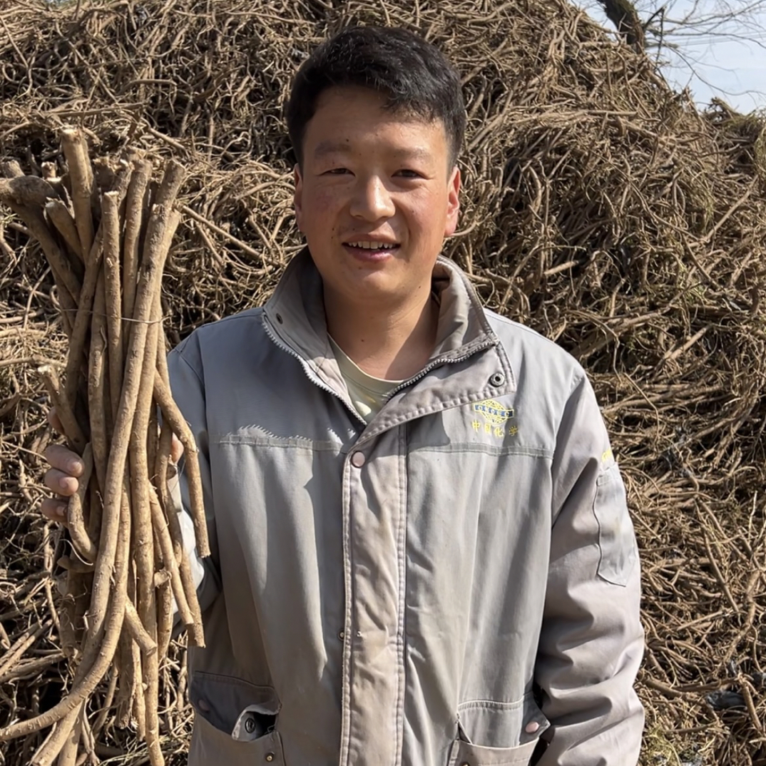 【新鲜黄芪】甘肃产地自然黄芪品质优良新货手工修剪主根段