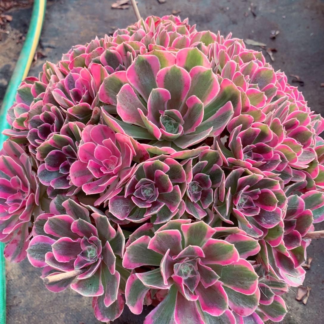 粉女郎，多肉植物的