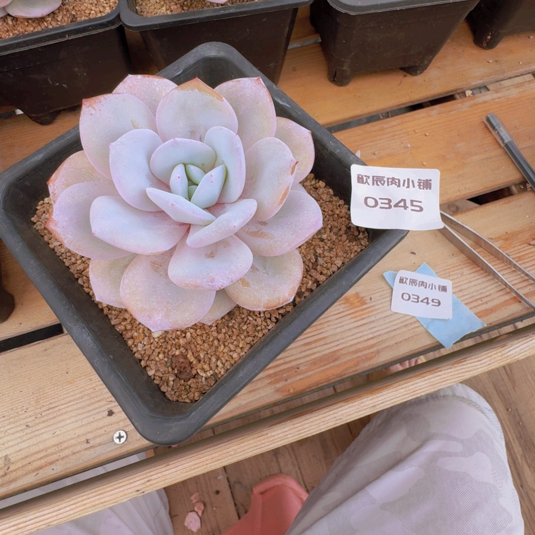 L***y多肉植物奶茶单头0345