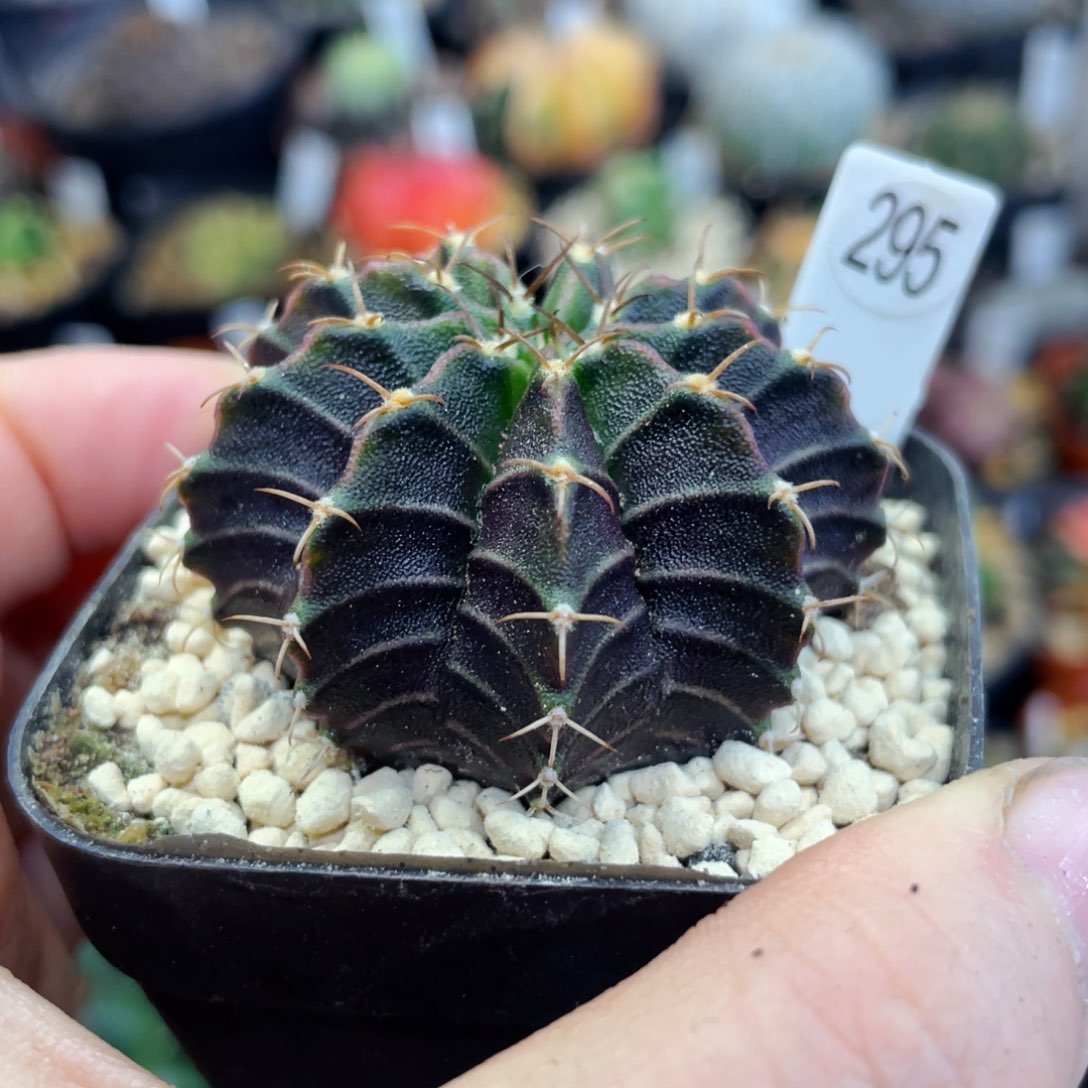 盆5公分满25包邮裸根发货