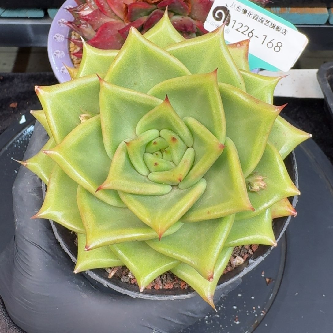 玉***意从前慢多肉精选编号1226.168