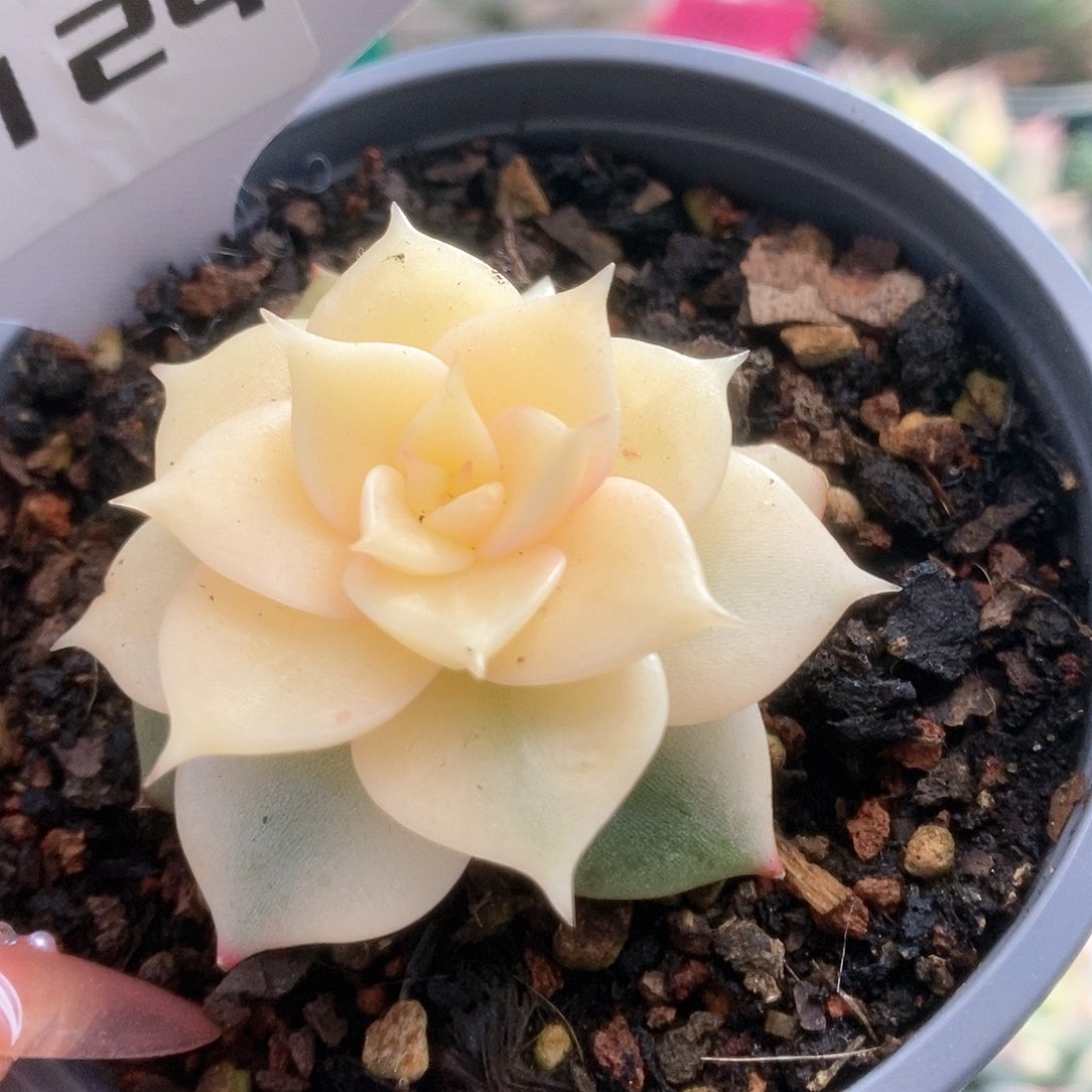 124贝加尔湖锦锦锦锦锦