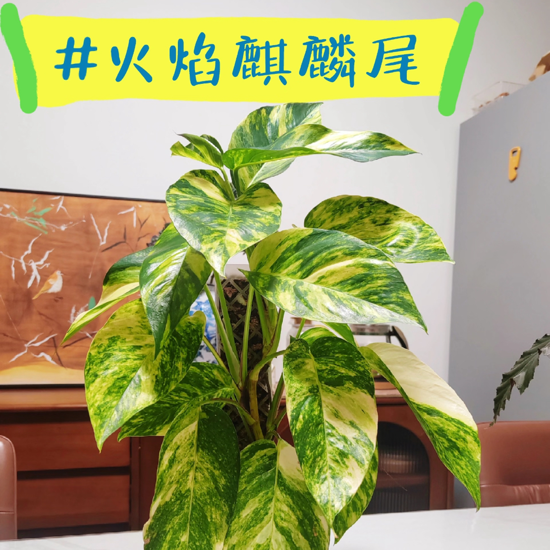 火焰麒麟尾室内绿植盆栽原土原盆发货好看好养ins风小众清新