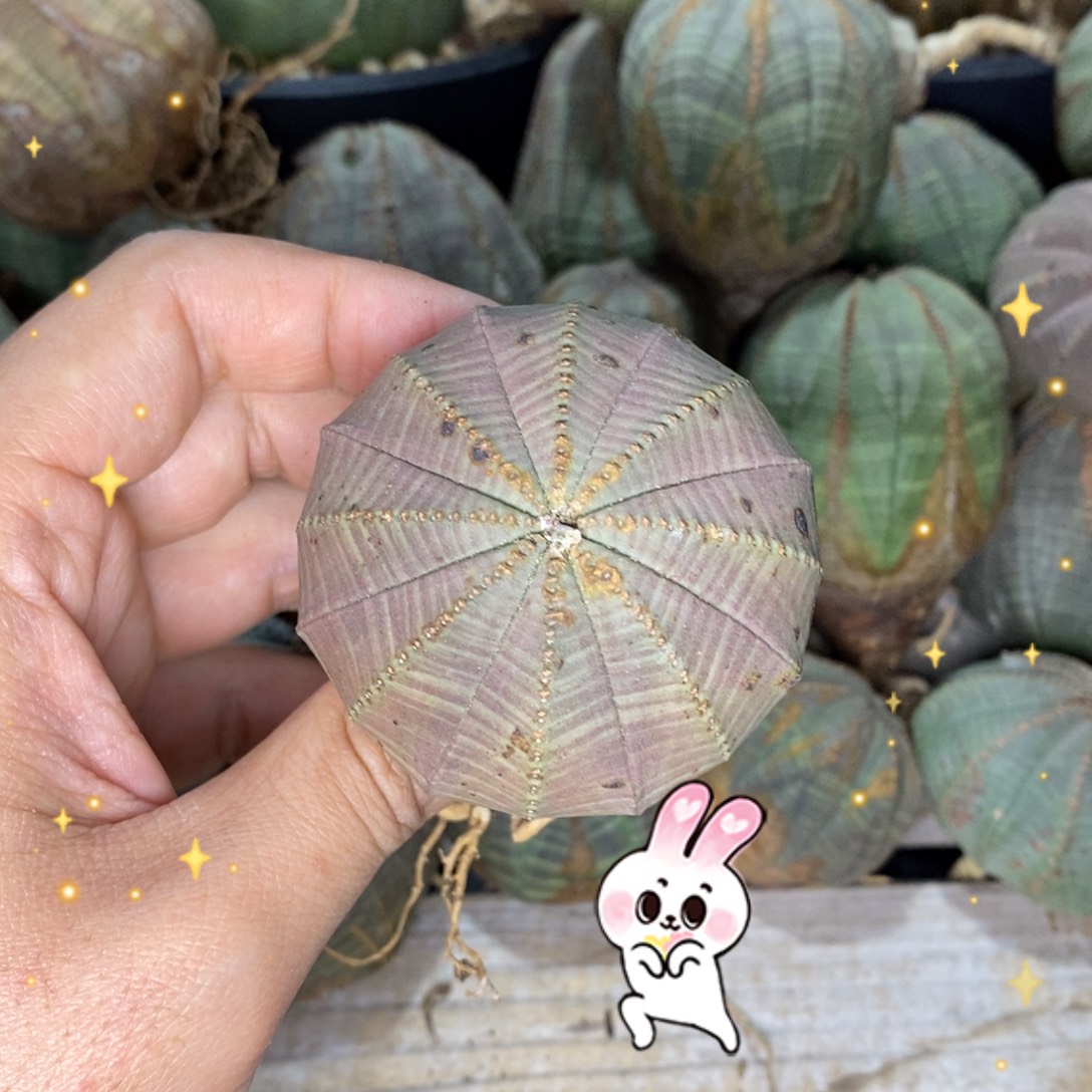 4 欧系实生布纹球多肉植物