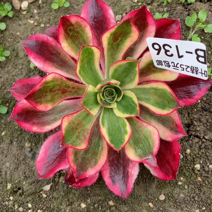 136魅影多肉12345678