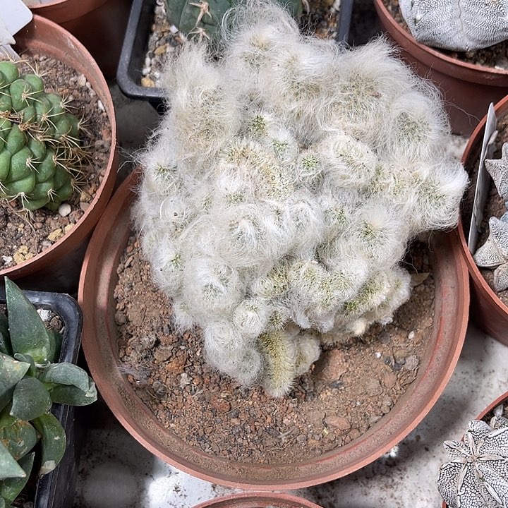 仙人球开花仙人球上