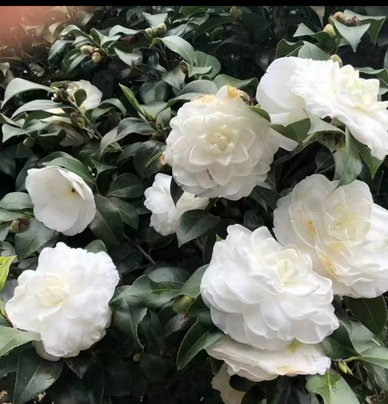 东方亮白色山茶花盆栽花卉树苗适合阳台庭院种植