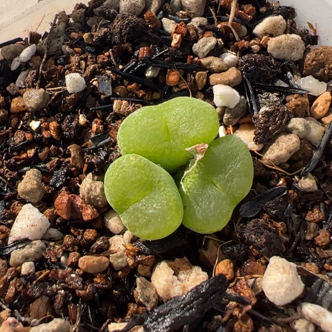 1185多肉植物组合