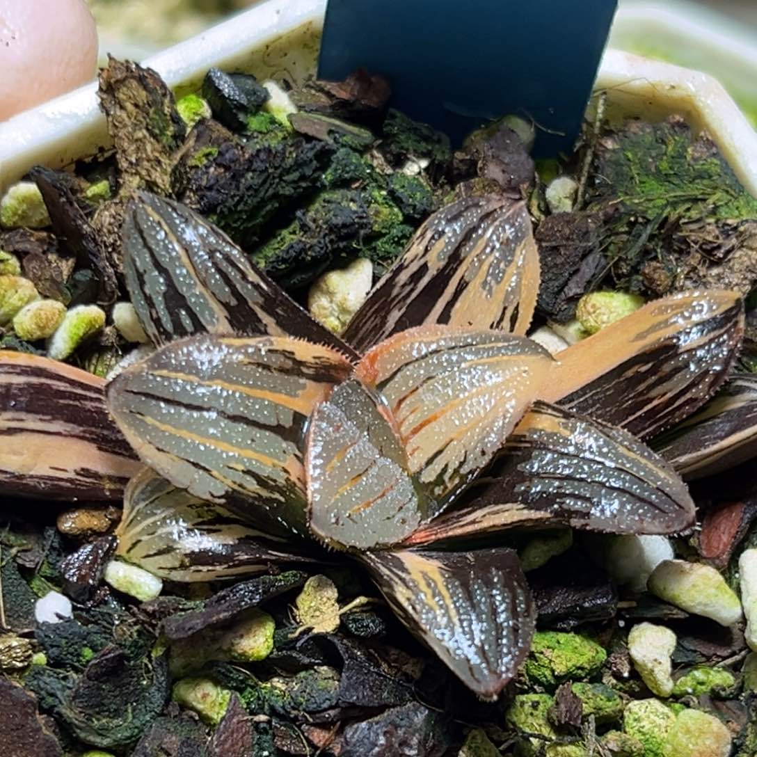 恭喜发财大吉大利0277夜想