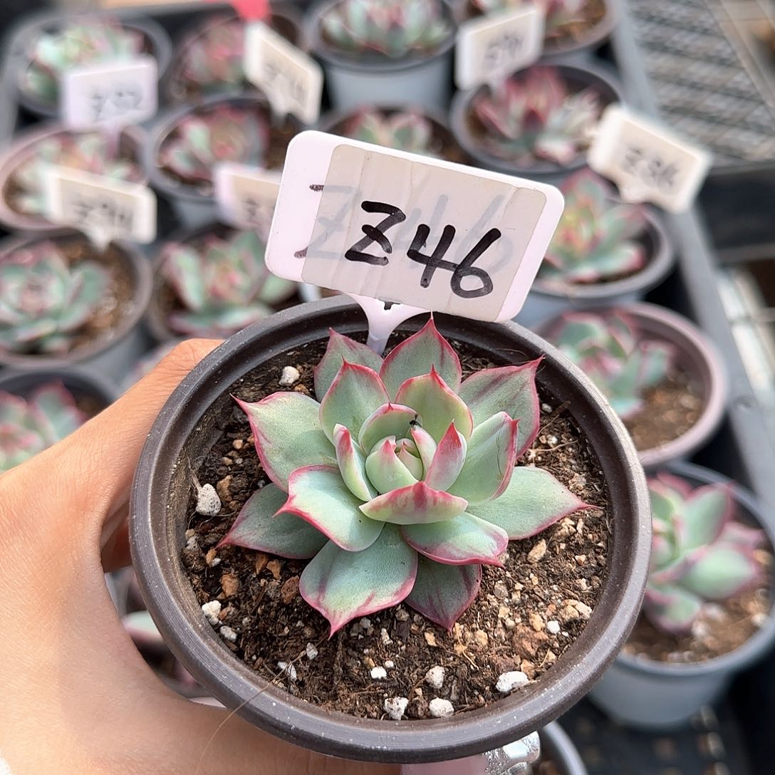 李***惊鸿仙子Z46多肉