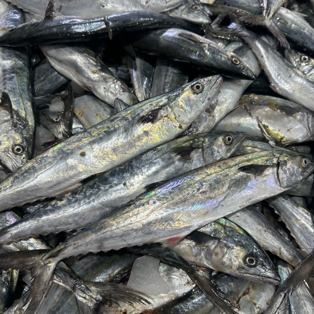 大连本地鲅鱼 燕鲅鱼 马鲛鱼4斤包邮（脱刺正常个别破肚不售后）