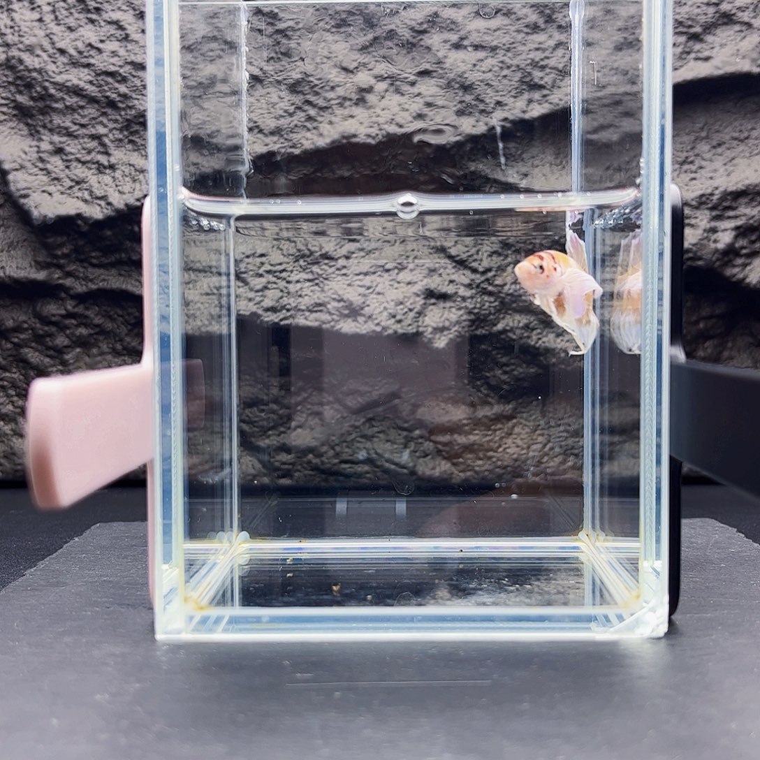 海水宙斯斗鱼竞拍09-09