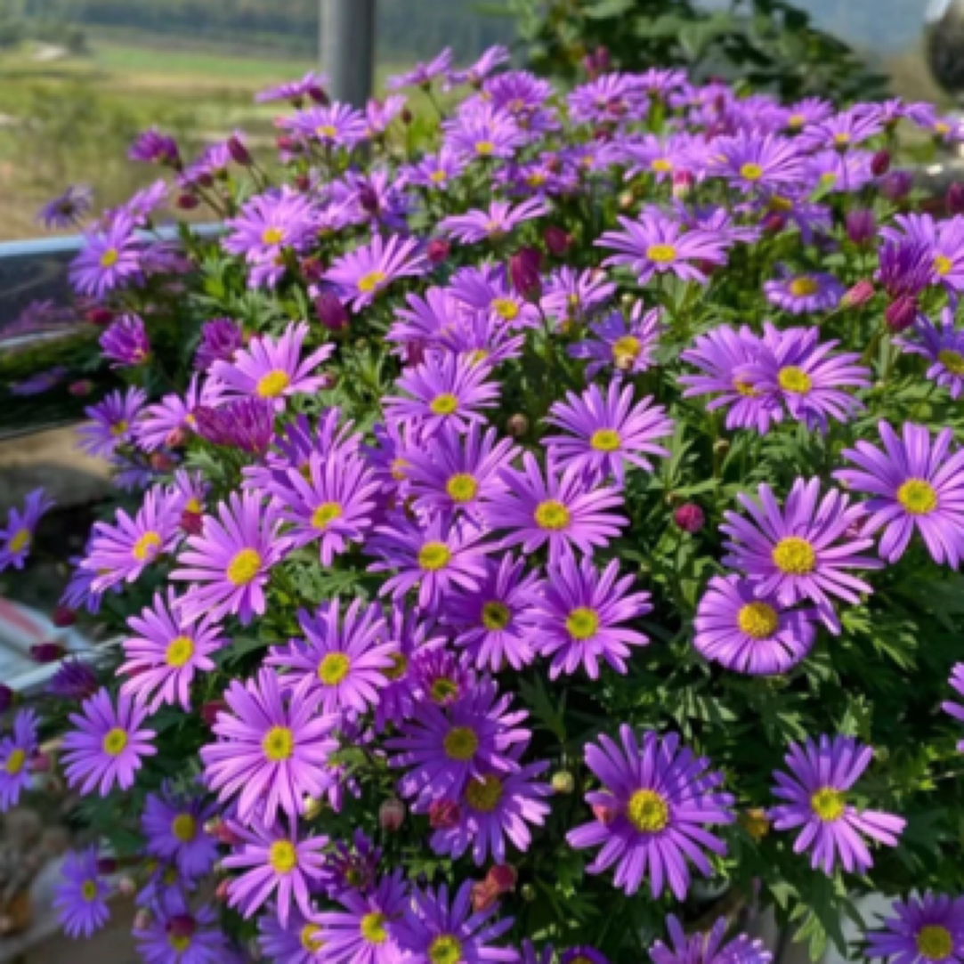 开花机器姬小菊盆栽花卉苗四季开花阳台庭院花园垂吊好养易爆花