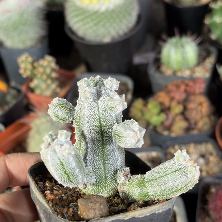 鸾凤阁自根的一物一拍掉仔不赔