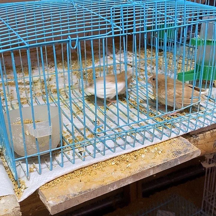 珍珠鸟a*。驼色保姆鸟2只，包活到家