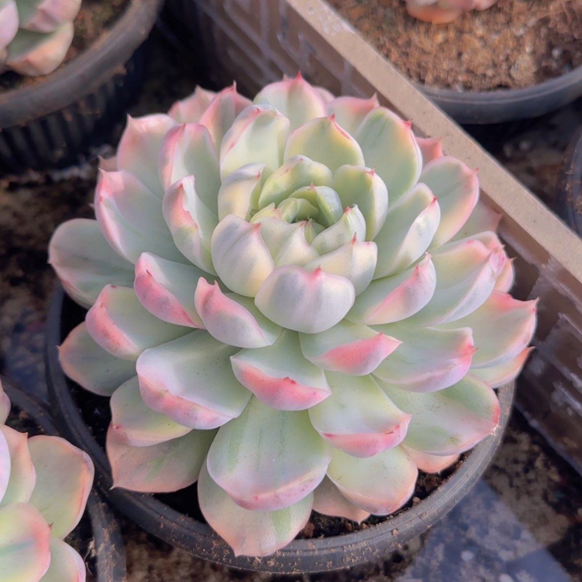 【闪购商品】草莓蛋糕锦39.9