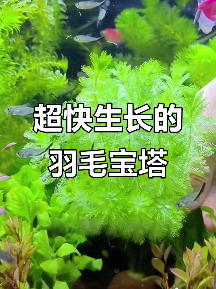 （拍一发二）羽毛宝塔阴性水草适合新手鱼缸造景增氧净化水质