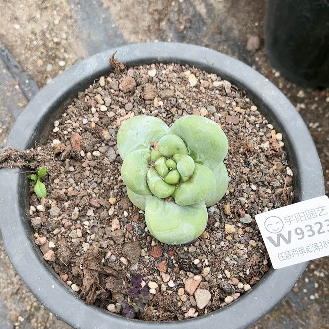 ?****^9323拇指仙女杯多肉