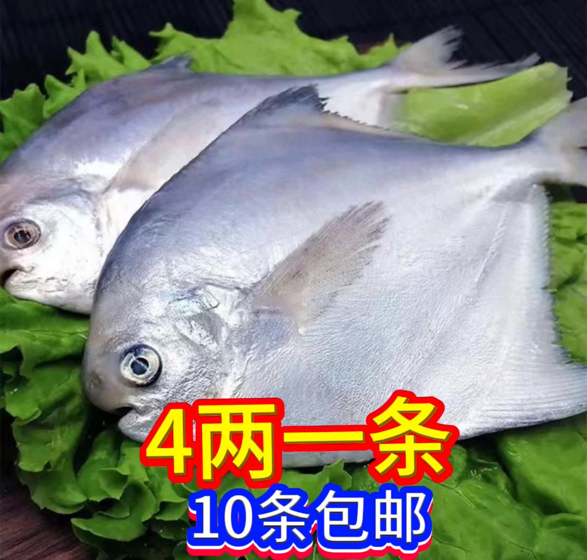 大银鲳鱼4两一条（10条包邮）液氮锁鲜发货顺丰包邮