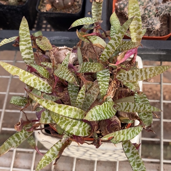 伯克利和格蕾纳等著名音乐