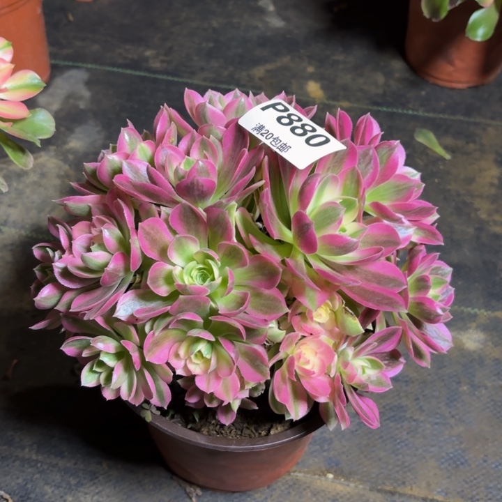 瑞妈，，，，。。。880粉水晶，