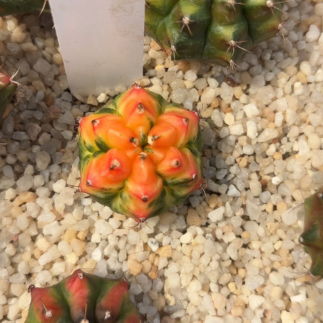 239-0612泰国发货多肉