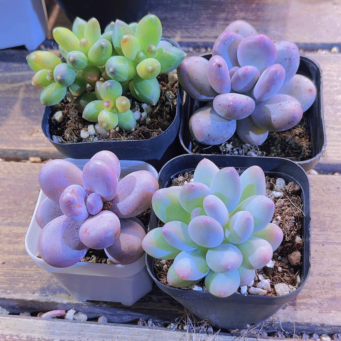 奶酪 苹果奶。桃美人。千代田