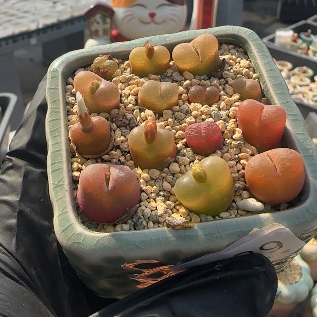 6929-一物一拍 带盆