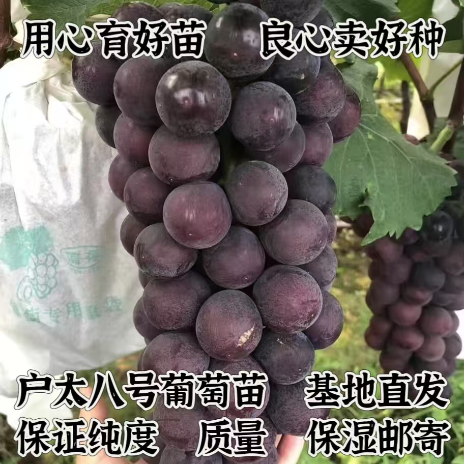 户太八号葡萄苗   （扦插苗）玉海苗木