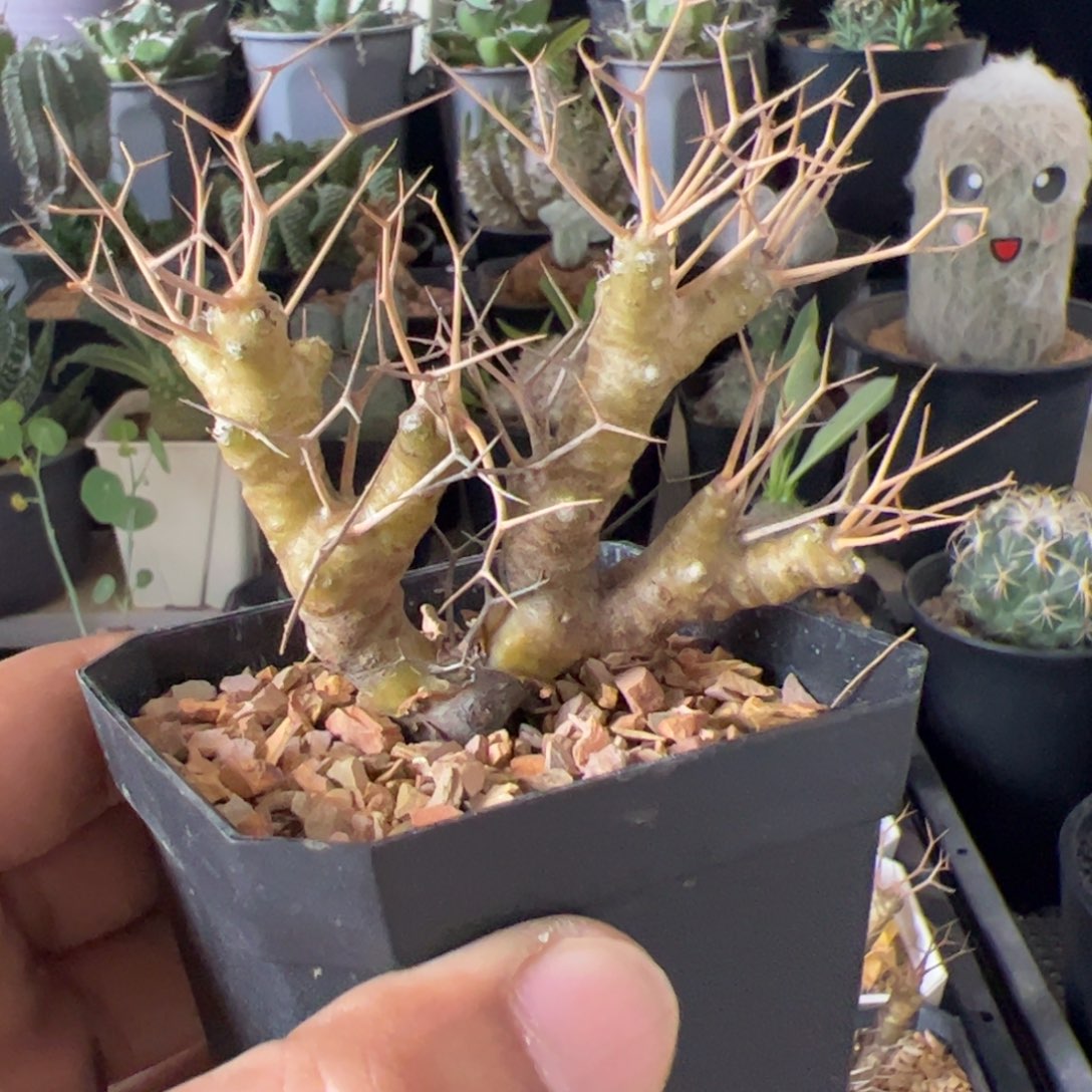 黑鬼殿厚敦菊一物一拍默认脱土发