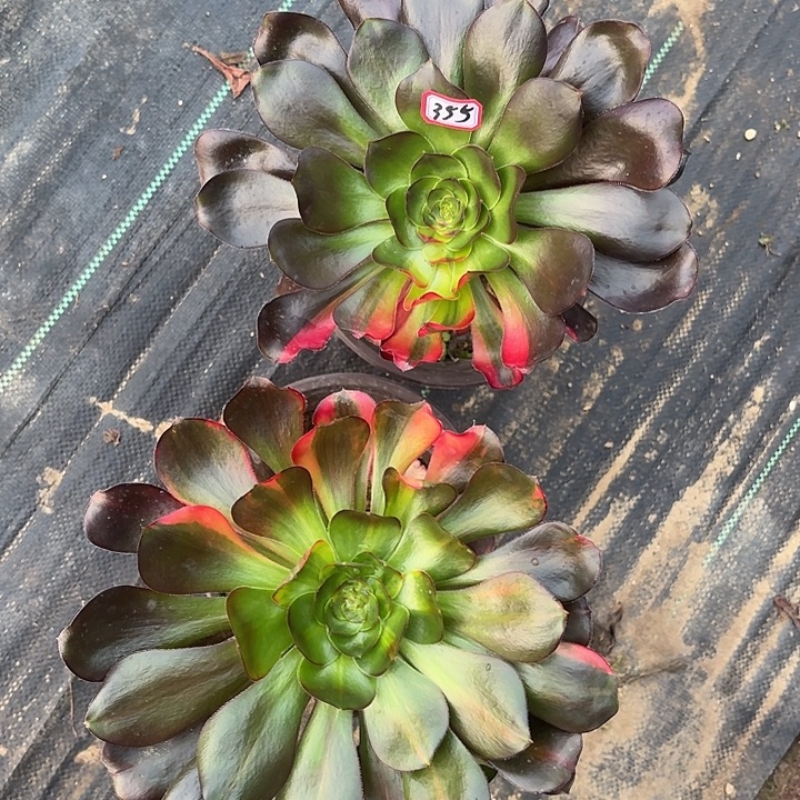 组合两个多肉植物355